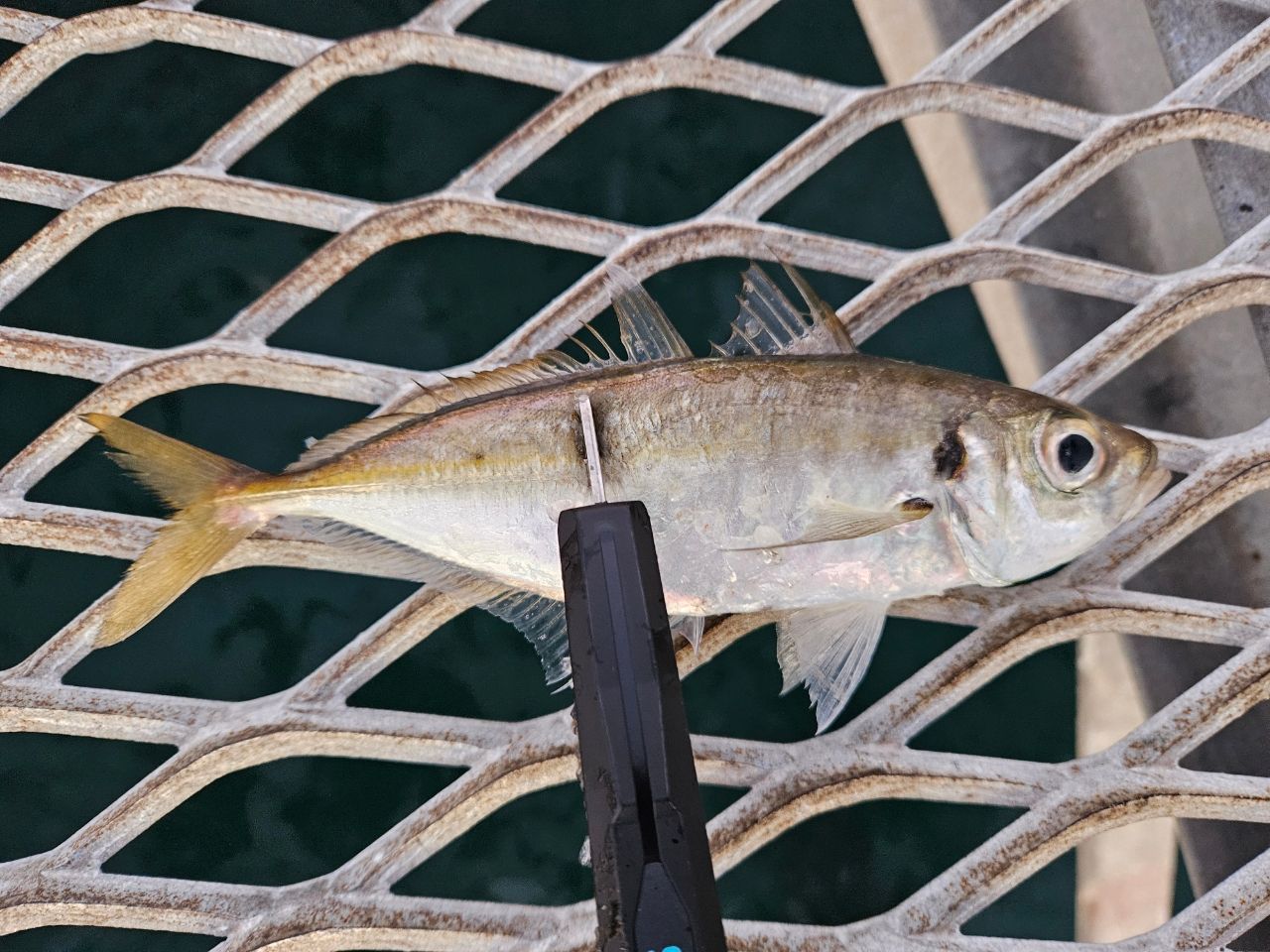 OLYMPIC 20コルトUX 20GCORUS-612L-HSの最安値・インプレ・釣果 | 本音