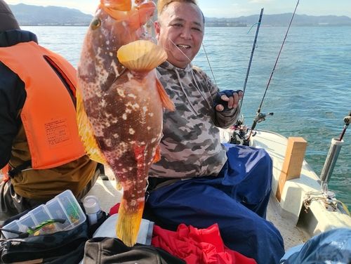 キジハタの釣果