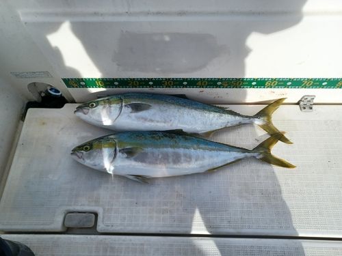 メジロの釣果