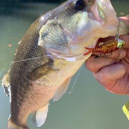 ラージマウスバス