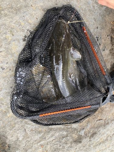ナマズの釣果