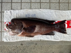 コブダイの釣果