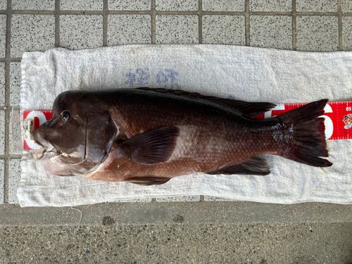 コブダイの釣果