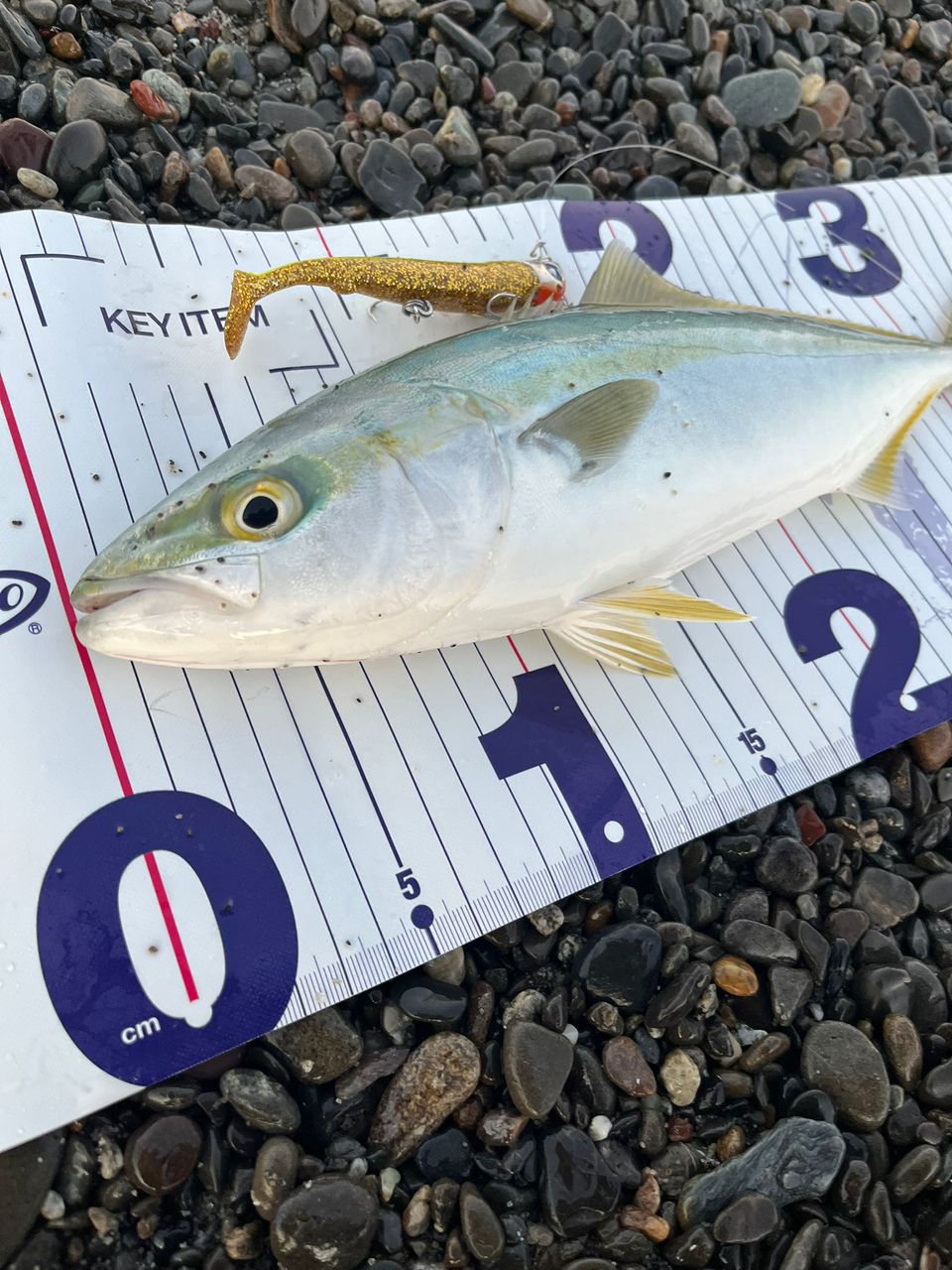 SHIMANO 18ディアルーナ S100Mの最安値・インプレ・釣果 | 本音の