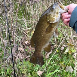 スモールマウスバス