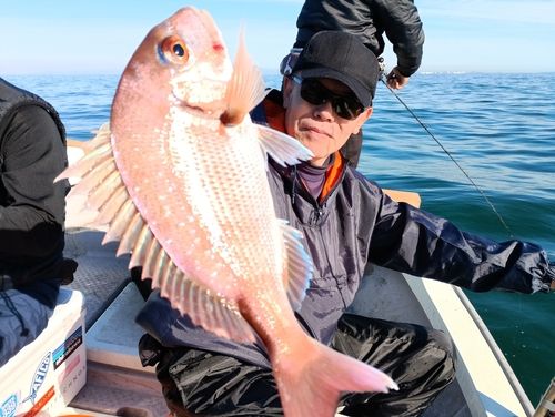マダイの釣果