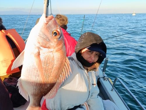 マダイの釣果
