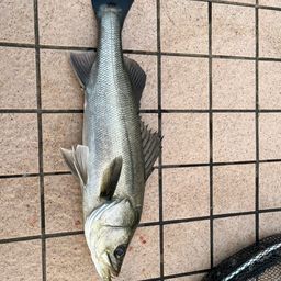 セイゴ（タイリクスズキ）