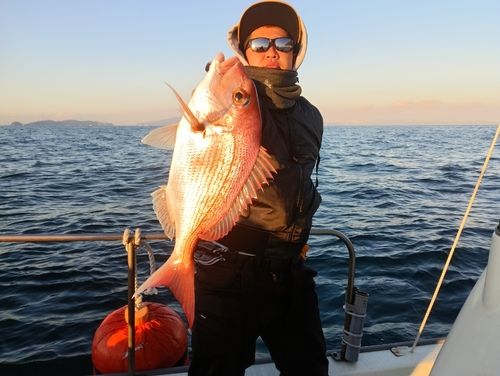 マダイの釣果