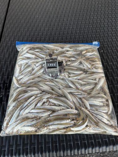 ワカサギの釣果