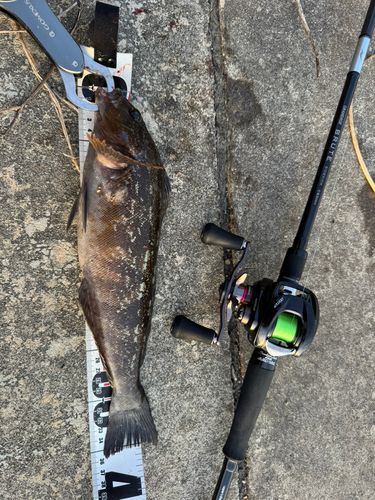 アイナメの釣果