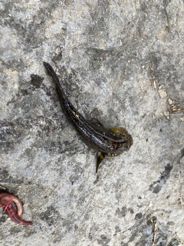 アナハゼの釣果