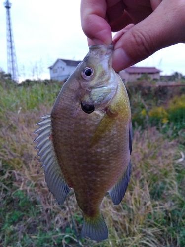 ブルーギルの釣果