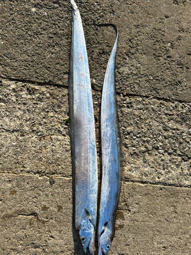 タチウオの釣果