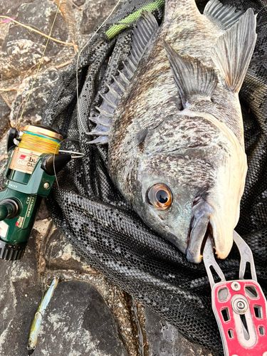 チヌの釣果