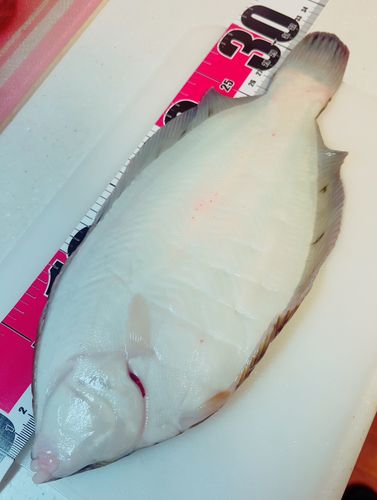 クロガシラガレイの釣果