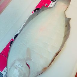 クロガシラガレイ