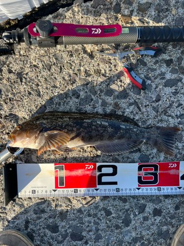 アイナメの釣果