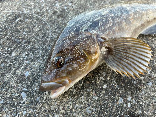 アイナメの釣果