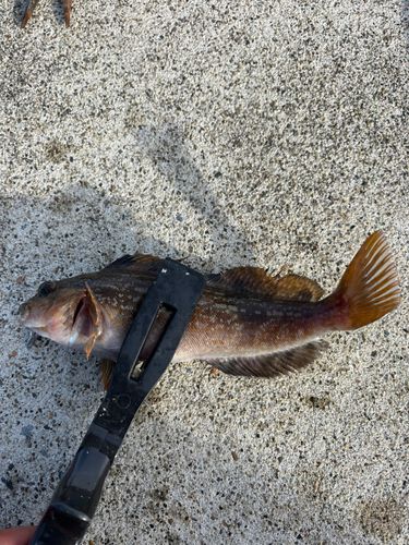 アイナメの釣果