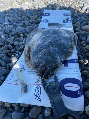 ヒラメの釣果