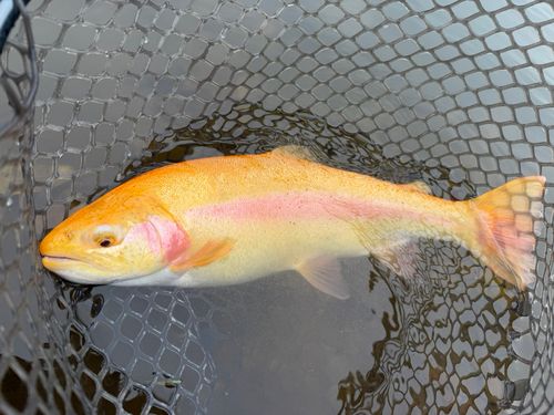 レインボートラウトの釣果