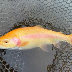 レインボートラウト