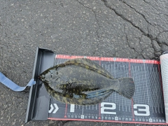 クロガシラガレイの釣果