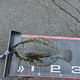 クロガシラガレイ