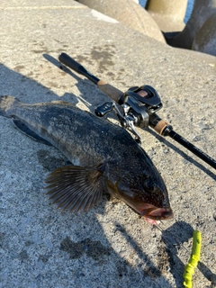 アイナメの釣果