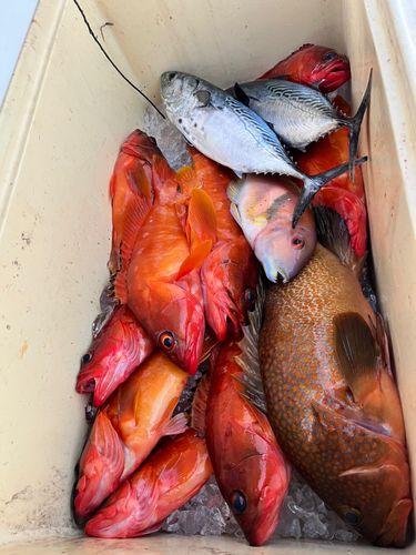 キジハタの釣果