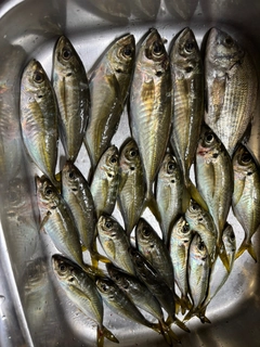 マアジの釣果