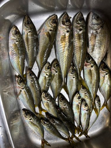 マアジの釣果
