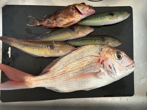 マダイの釣果