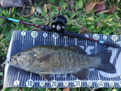 スモールマウスバスの釣果