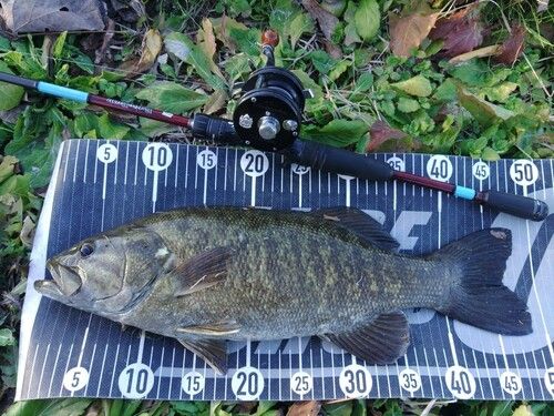 スモールマウスバスの釣果