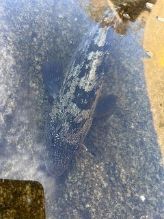 アイナメの釣果