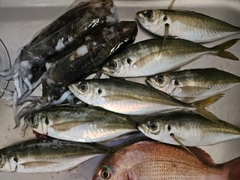 マアジの釣果