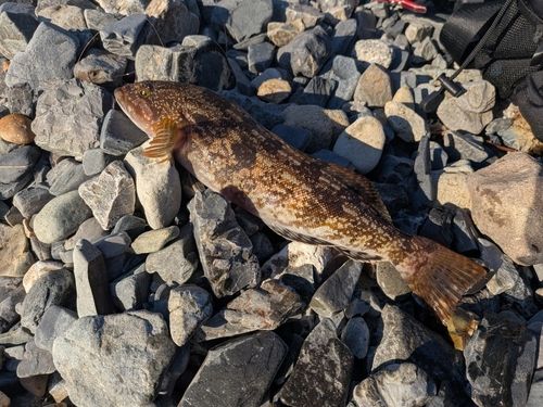 アイナメの釣果