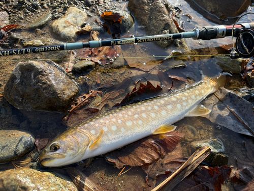 アメマスの釣果