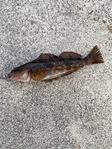 アイナメの釣果