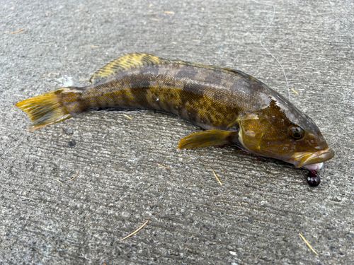 アイナメの釣果