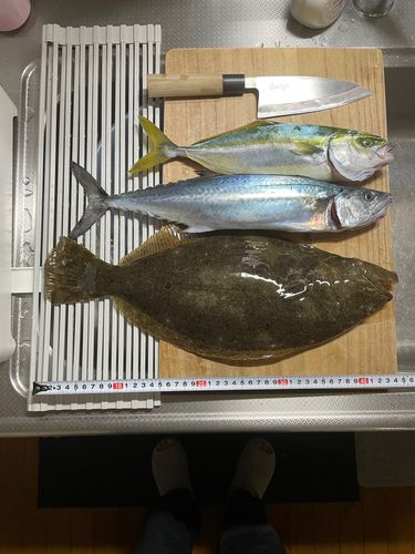 ヒラメの釣果