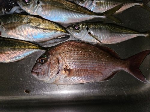 マダイの釣果