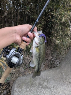 ラージマウスバスの釣果