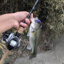 ラージマウスバス