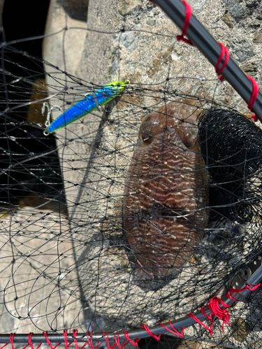コウイカの釣果