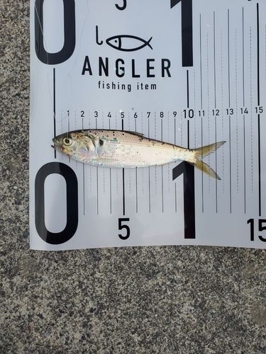 コノシロの釣果