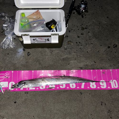 タチウオの釣果