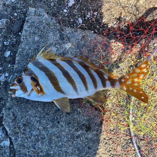 タカノハダイの釣果